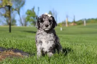Roxy, a female Newfypoo for sale in Fresno, OH – 1 of 7