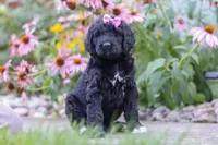 Mia, a female Newfypoo for sale in Fresno, OH – 1 of 7