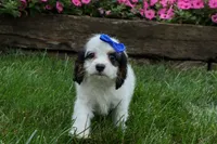 Parker, a male Cavapoo for sale in Fresno, OH – 3 of 10