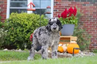 Raina, a female Newfypoo for sale in Fresno, OH – 4 of 6