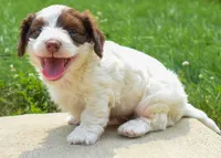 Prince, a male Doxiepoo for sale in Fresno, OH – 5 of 9