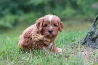 Wesley, a male Cavapoo for sale in Fresno, OH – 8 of 10
