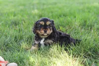 Logan, a male Cavapoo for sale in Fresno, OH – 2 of 10