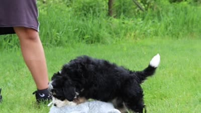 Slinky, a male Miniature Bernedoodle for sale in Fresno, OH – 8 of 8