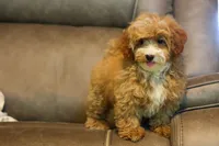 Enzo 🐶, a male Havapoo for sale in Fresno, OH – 5 of 9
