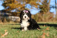 Hazel, a female Miniature Bernedoodle for sale in Fresno, OH – 5 of 6