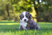Pete, a male Miniature Bernedoodle for sale in Fresno, OH – 6 of 10