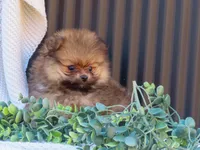 Peanut 🩵🐾, a male Pomeranian for sale in Fresno, OH – 6 of 10