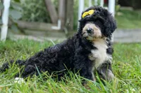 Dolly🎀, a female Bernedoodle for sale in Fresno, OH – 3 of 10