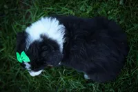 Landon🐾, a male Miniature Aussiedoodle for sale in Fresno, OH – 9 of 9