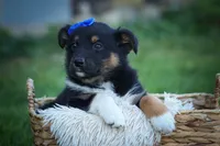 Langston 🐶, a female Miniature Aussiedoodle for sale in Fresno, OH – 4 of 9