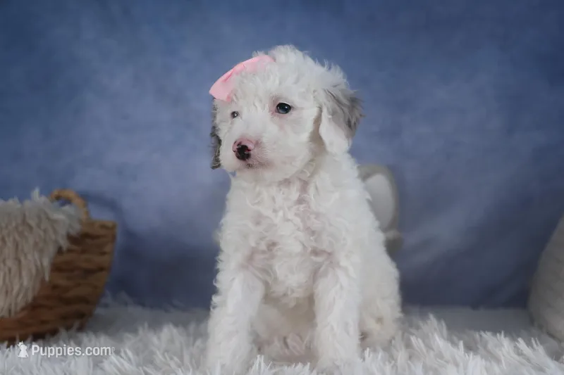 Riley, a female Poodle - Miniature  for sale in Fresno, OH – Photo 1 of 10