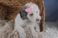 Riley, a female Poodle - Miniature  for sale in Fresno, OH – Photo 7 of 10
