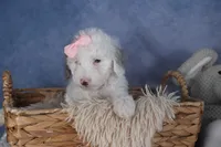 Riley, a female Poodle - Miniature  for sale in Fresno, OH – Photo 6 of 10