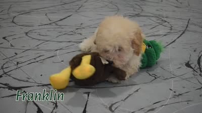 Franklin 🐶, a male Maltipoo for sale in Fresno, OH – 10 of 10