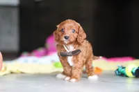 Archie, a male Cavapoo for sale in Fresno, OH – 5 of 7