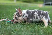 Finn 🐾, a male French Bulldog for sale in Fresno, OH – 3 of 9