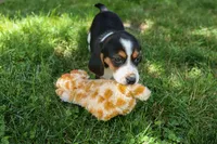 💕Millie Mae 🐶, a female Beagle for sale in Fresno, OH – 6 of 10