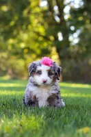 Taylor, a female Miniature Bernedoodle for sale in Fresno, OH – 7 of 8