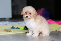 Nicole, a female Havapoo for sale in Fresno, OH – 5 of 8