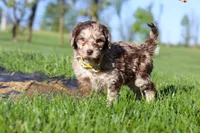 Roscoe, a male Newfypoo for sale in Fresno, OH – 6 of 8