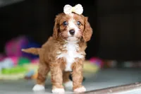 Dolly, a female Cavapoo for sale in Fresno, OH – 8 of 10