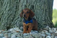 Hunter 💙🐾, a male Miniature Dachshund for sale in Fresno, OH – 9 of 10
