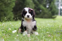 Kate, a female Bernedoodle for sale in Fresno, OH – 3 of 5