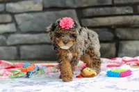 Lexi, a female Poodle - Miniature  for sale in Fresno, OH – 2 of 8
