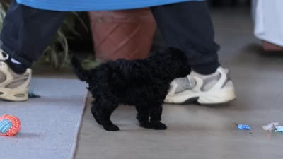Blake, a male Poodle - Miniature  for sale in Fresno, OH – 9 of 9