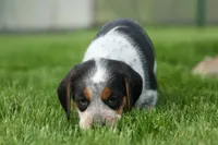 Cruz, a male Beagle for sale in Fresno, OH – 4 of 9