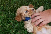 Eugene 💛🐾, a male Havapoo for sale in Fresno, OH – 3 of 10