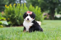 Ginnifer, a female Miniature Bernedoodle for sale in Fresno, OH – 2 of 6