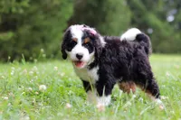 Kate, a female Bernedoodle for sale in Fresno, OH – 1 of 5