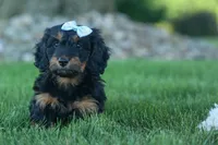 Harley 🦴🐶, a male Miniature Dachshund for sale in Fresno, OH – 9 of 10