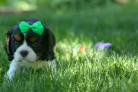 Maxwell 🐾🐶, a male Cavalier King Charles Spaniel for sale in Fresno, OH – 5 of 10