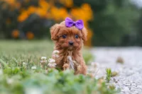 Lilac, a female Cavapoo for sale in Fresno, OH – 7 of 9