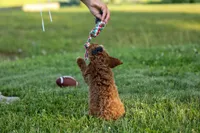 Thor🐾💙, a male Poodle - Miniature  for sale in Fresno, OH – 9 of 10