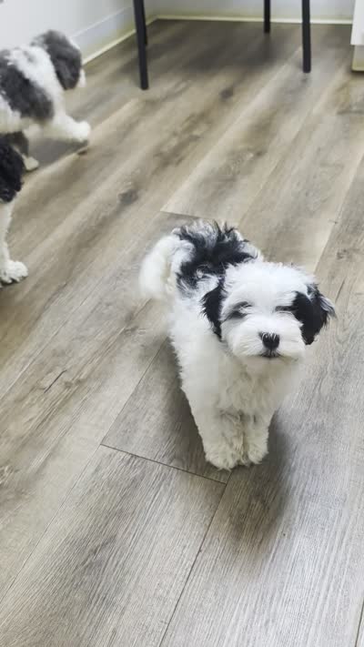 Gizmo 🐶, a male Cavapoo for sale in Fresno, OH – 9 of 9