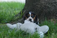 💕Millie Mae 🐶, a female Beagle for sale in Fresno, OH – 10 of 10