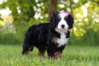 Molly, a female Miniature Bernedoodle for sale in Fresno, OH – 5 of 6