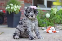 Raina, a female Newfypoo for sale in Fresno, OH – 6 of 8