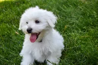 Justin , a male Maltese for sale in Fresno, OH – 6 of 10