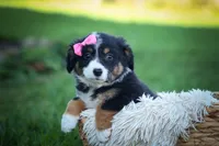 Layla🎀 , a female Miniature Aussiedoodle for sale in Fresno, OH – 10 of 10