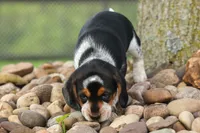 Cypress 🦴🐶, a male Beagle for sale in Fresno, OH – 3 of 10