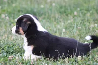 Sadie💗🐾, a female Australian Shepherd and Pembroke Welsh Corgi for sale in Fresno, OH – 5 of 6