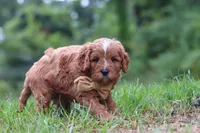 Wesley, a male Cavapoo for sale in Fresno, OH – 4 of 10