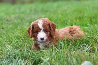 Wilma, a female Cavapoo for sale in Fresno, OH – 7 of 10