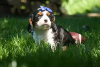 Dotson 🐾, a male Cavalier King Charles Spaniel for sale in Fresno, OH – 4 of 10