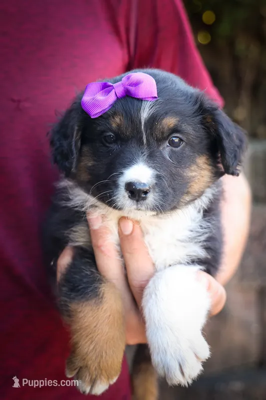  Larson 🐶 – Miniature Aussiedoodle puppy for sale in Fresno, OH